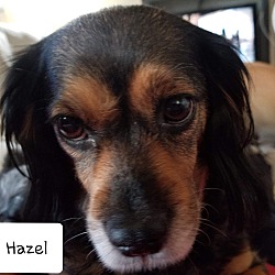 Photo of Hazel