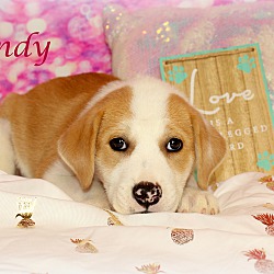 Thumbnail photo of Candy~adopted! #4