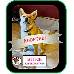 Thumbnail photo of ADOPTED! -Stitch #1