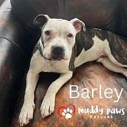 Thumbnail photo of Barley #2