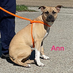 Photo of ANN