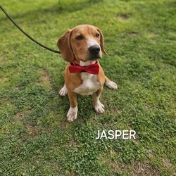 Photo of Jasper
