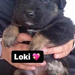 Thumbnail photo of Loki #2