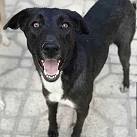 adopt a pet