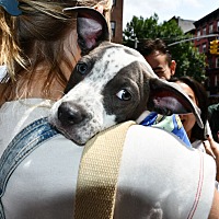 adopt a pet