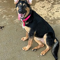 adopt a pet
