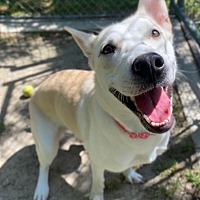 adopt a pet