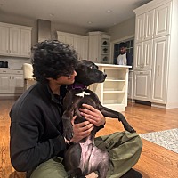adopt a pet