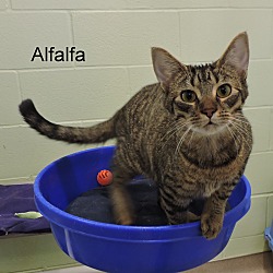 Thumbnail photo of Alfalfa #4