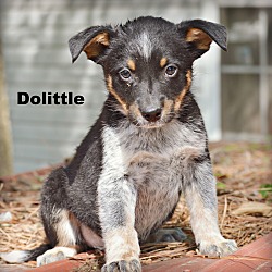 Thumbnail photo of DooLittle ~ meet me! #1