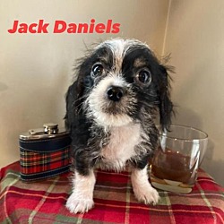 Photo of Jack Daniels