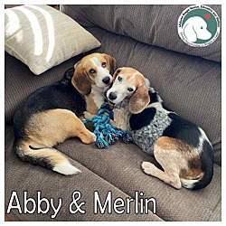 Photo of ABBY & MERLIN