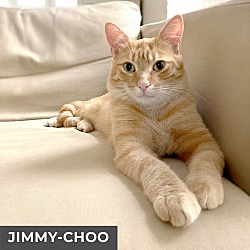 Thumbnail photo of Jimmy-Choo #3