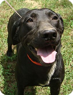 mountain cur black lab mix