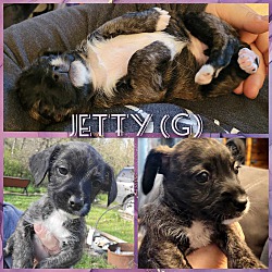 Photo of Jetty