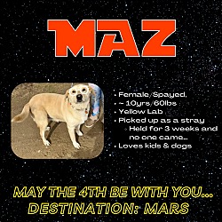 Thumbnail photo of Maz #1
