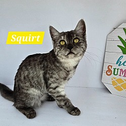 Photo of Squirt