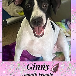 Photo of GINNY – 5 MONTH FEMALE DALMATI