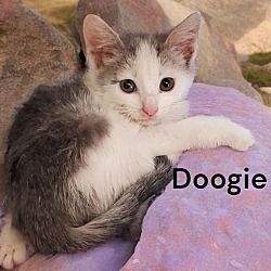 Thumbnail photo of Doogie #2