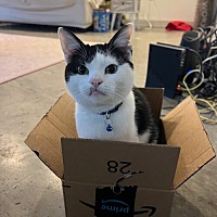 adopt a pet