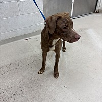 adopt a pet