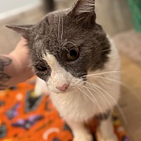 adopt a pet
