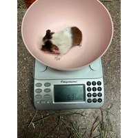 CARAMEL - Guinea Pig available for adoption