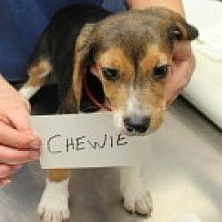 Thumbnail photo of Chewie #2