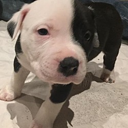 Thumbnail photo of White and Black Pup Male #4