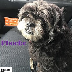 Thumbnail photo of Phoebe - Adopted May 2017 #1