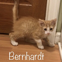 Thumbnail photo of Bernhardt #2