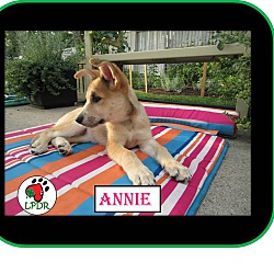 Thumbnail photo of Annie - NoTheme Litter #4