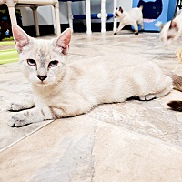 Photo of Kitten 23273 (Vivi)