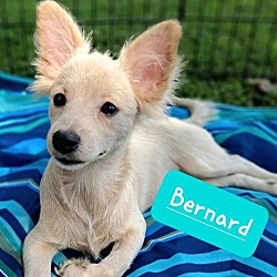 Photo of Bernard