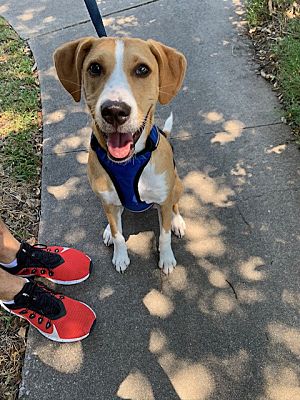 Austin, TX - Foxhound/American Pit Bull Terrier. Meet Bella a Pet for ...