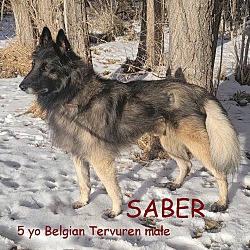 Photo of SABER