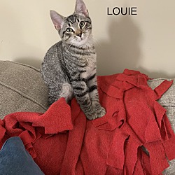 Thumbnail photo of LOUIE #2