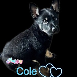 Thumbnail photo of Cole #4