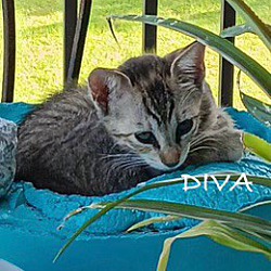 Thumbnail photo of Diva #2