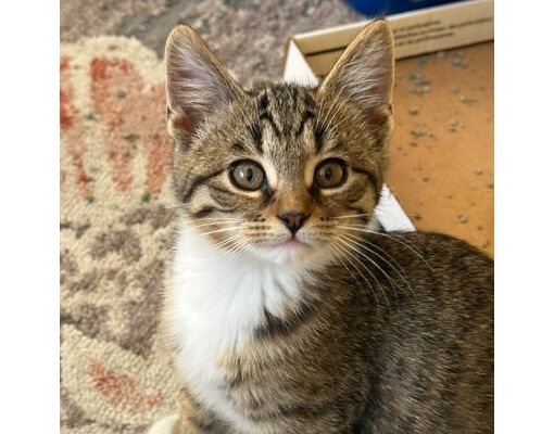 Lansing, MI - Domestic Shorthair/Domestic Mediumhair. Meet Uniqua a Pet