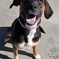 adopt a pet