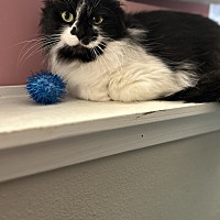 adopt a pet