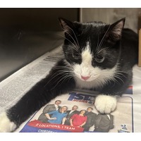 adopt a pet