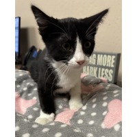 adopt-pet