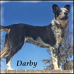 Thumbnail photo of Darby-Very Sweet Dog! #2