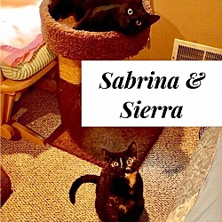 Thumbnail photo of Sabrina & Sierra - Bonded Pair! #2