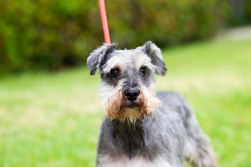 Adopt Chapeau a Standard Schnauzer / Mixed dog in San Diego, CA ...