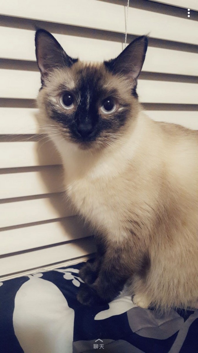 Adopt Little Bean A Black & White Or Tuxedo Siamese / Mixed (short Coat