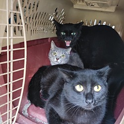 Photo of Ferals for Farms!