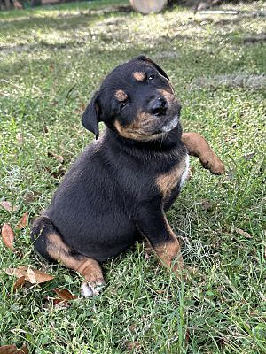 Orlando, FL - Rottweiler/Black Mouth Cur. Meet Gigi 407-955-1516 a Pet ...